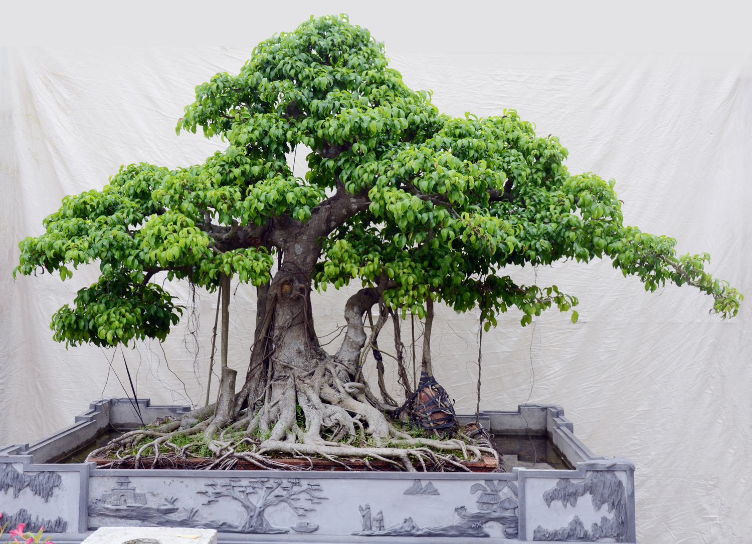 Mỗi cây bonsai thể hiện triết lý về sự sống bền bỉ. Ảnh: Internet