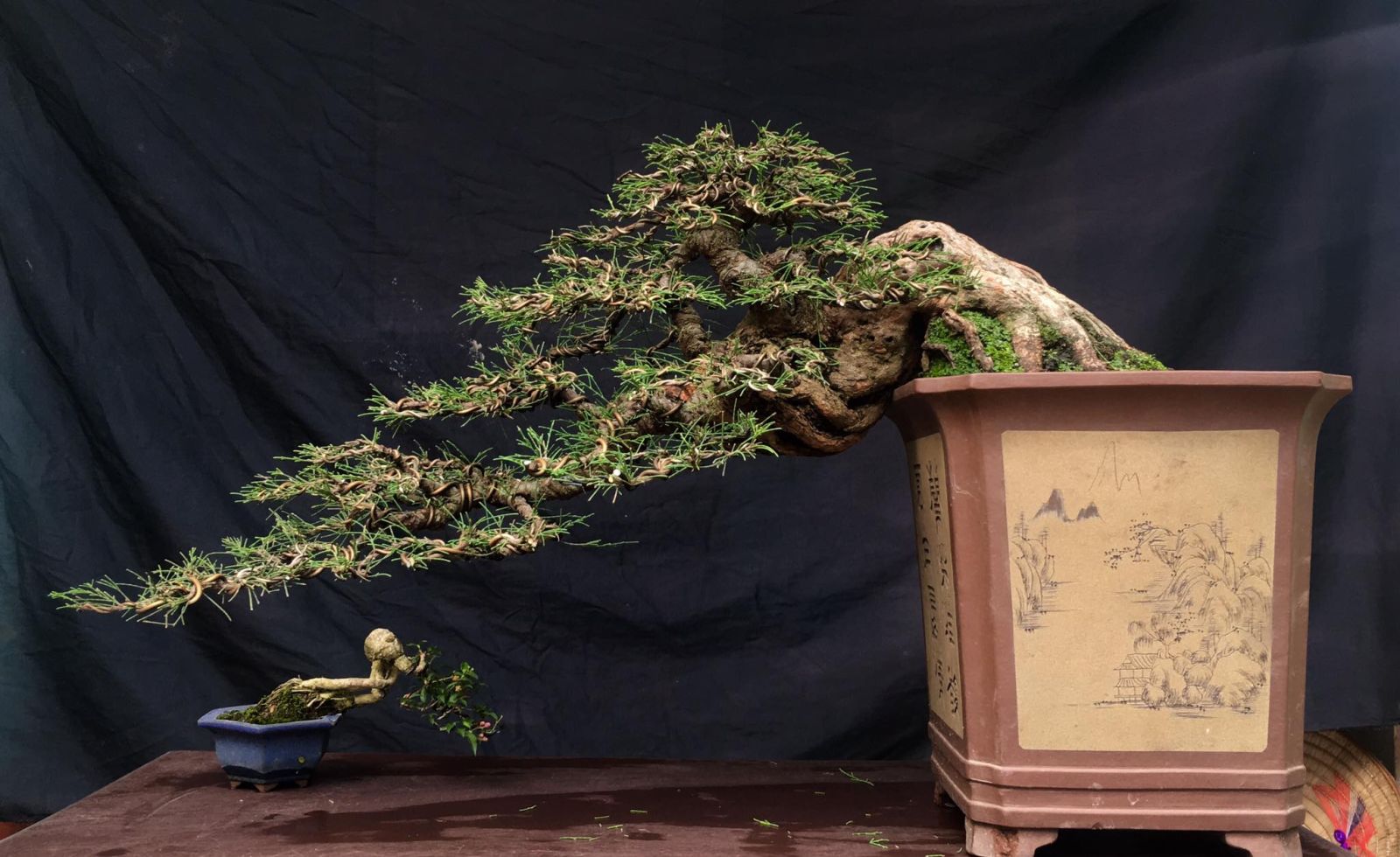 Bonsai trở thành biểu tượng của sự tĩnh lặng và cân bằng tinh thần. Ảnh: Internet